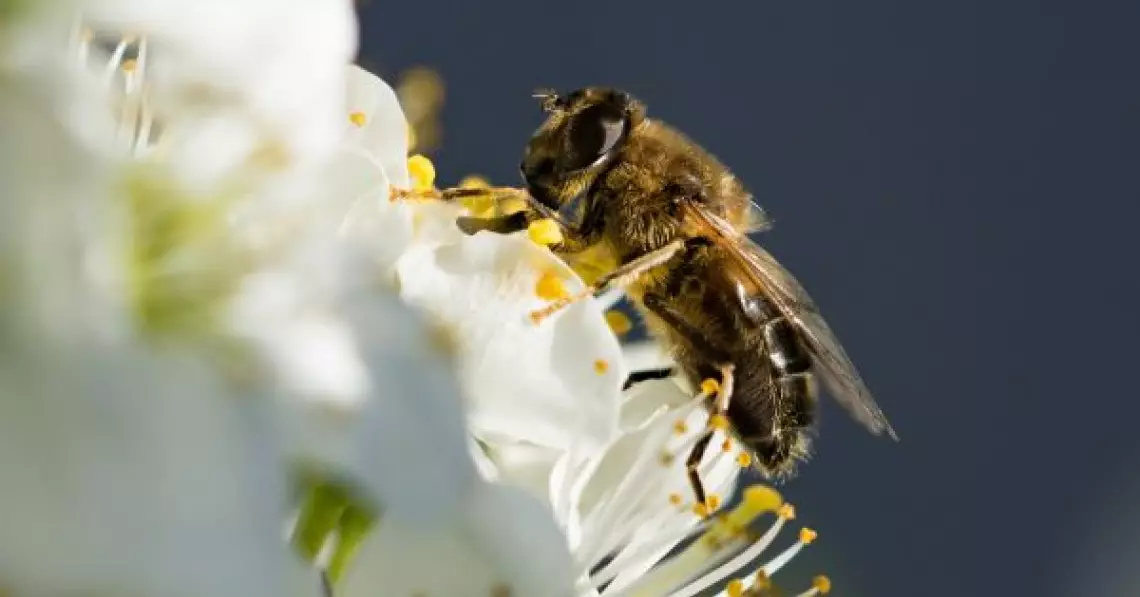 Vor putea oare agrodronii să înlocuiască albinele?