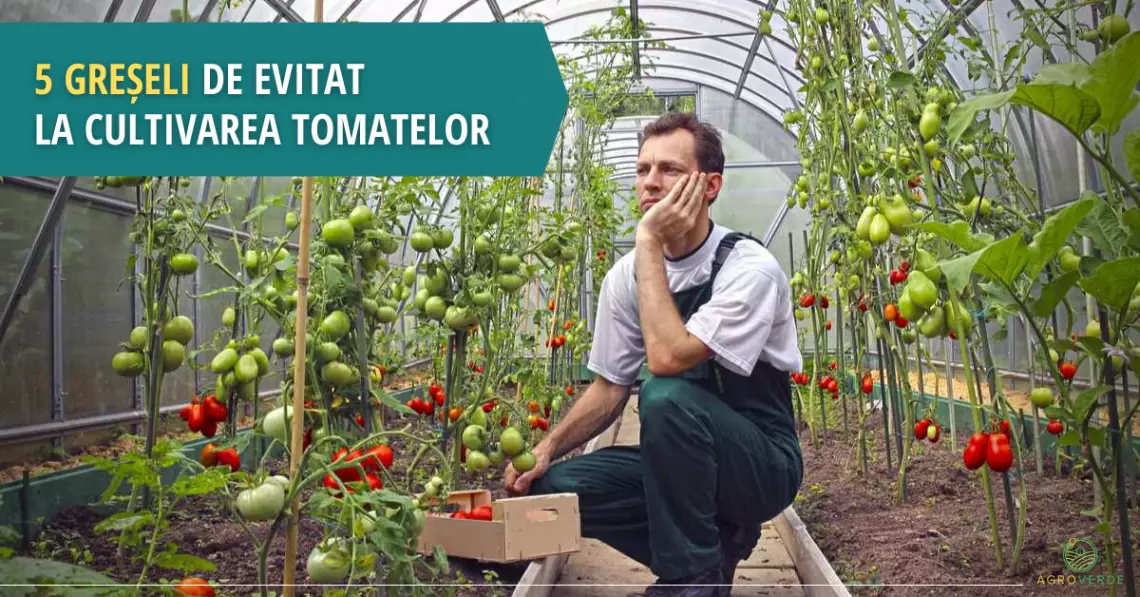 5 greșeli de evitat la cultivarea tomatelor în seră sau grădină