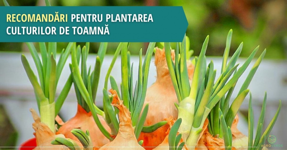 Recomandări pentru plantarea culturilor de toamnă în 2021 Recomandări pentru plantarea culturilor de toamnă în 2021